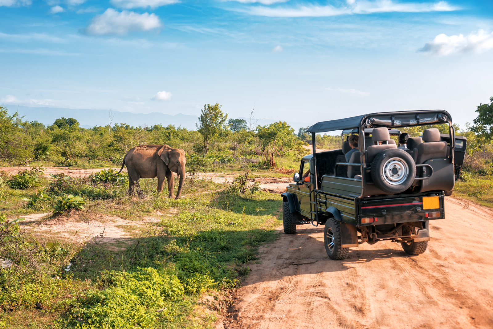 African Safari Experience