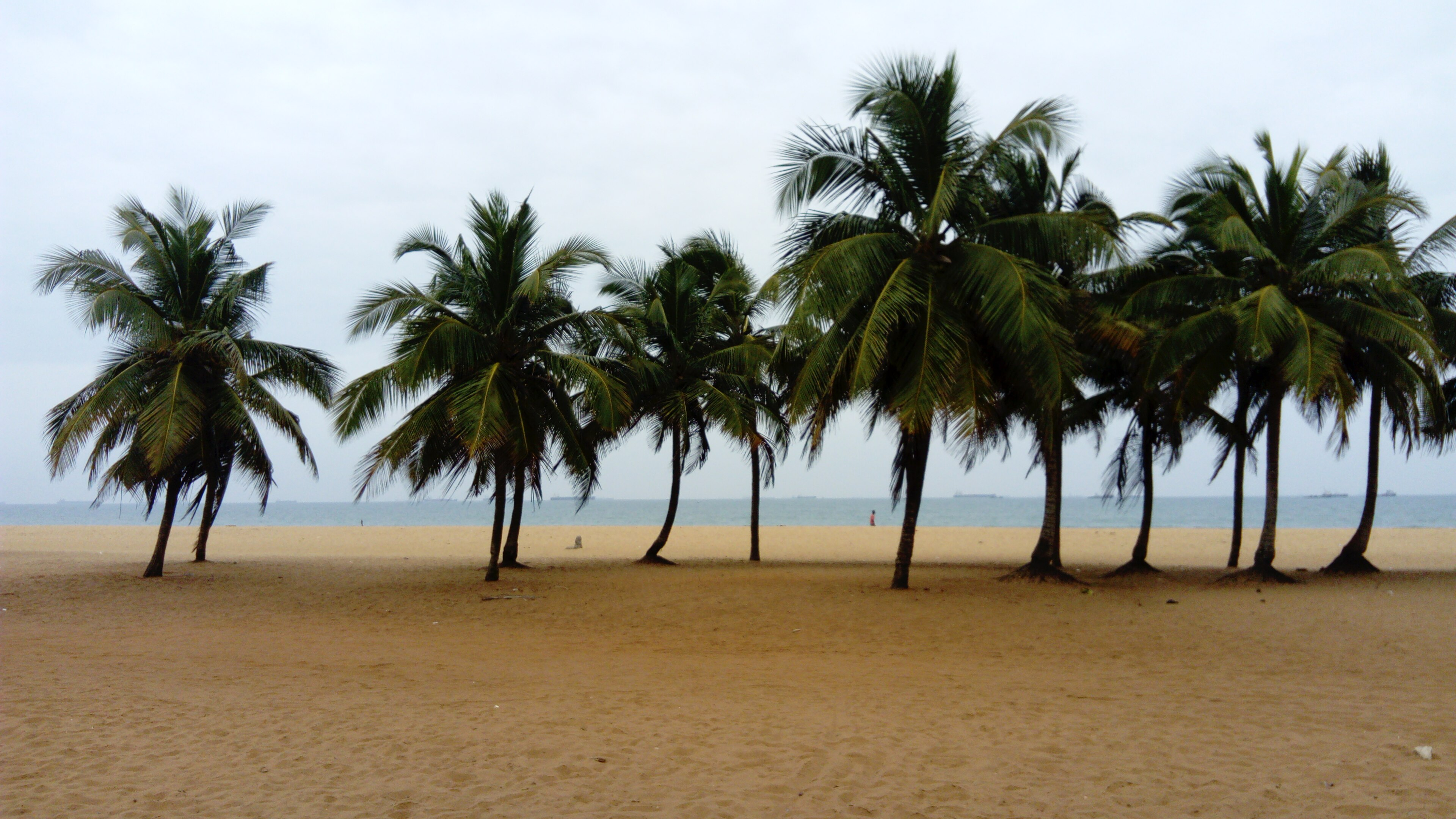 Togo Palm Beach